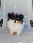 Szpic Miniaturowy/ Pomeranian (suczka)