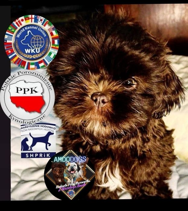 Suczka shih-tzu czekoladowo biała