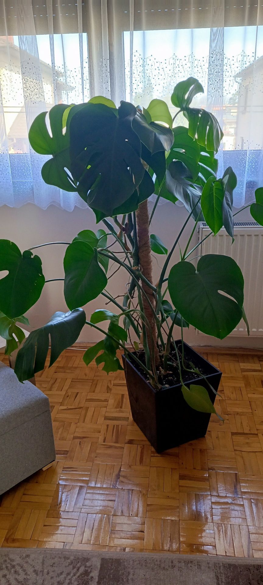 Piękna monstera.