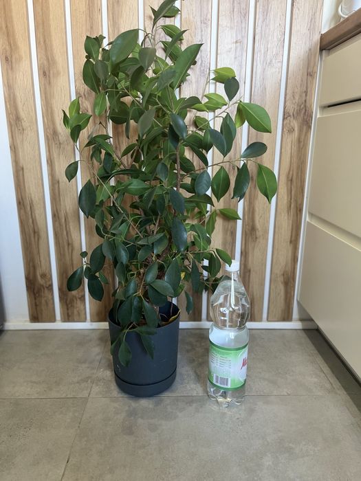 Zamieniam roślinki na koty ;) piekny Fikus benjamina