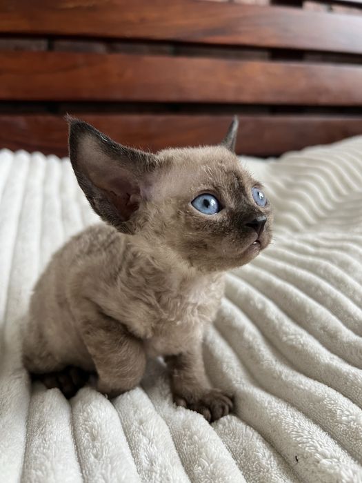 Kocurek Devon Rex WCF lekgalna hodowla