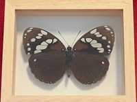 Motyl w ramce 12 x 10 cm . Euxanthe tiberius 90 mm