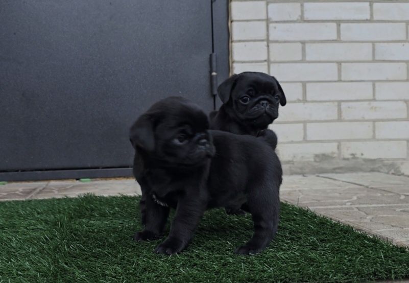 Чорні цуцики мопса