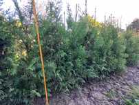 Tuja brabant 140-150 cm