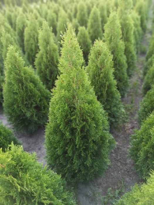 Tuja Szmaragd Thuja szmaragd 130-150cm!!!