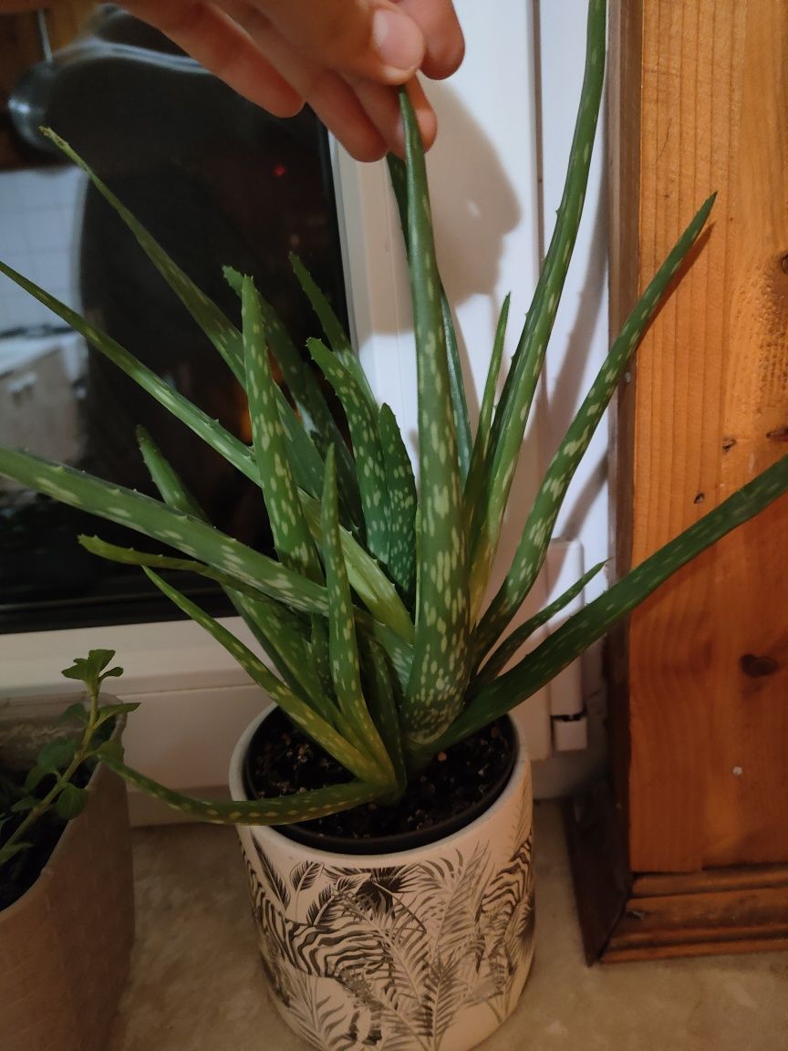 ALOES Młode sadzonki Aloe Vera