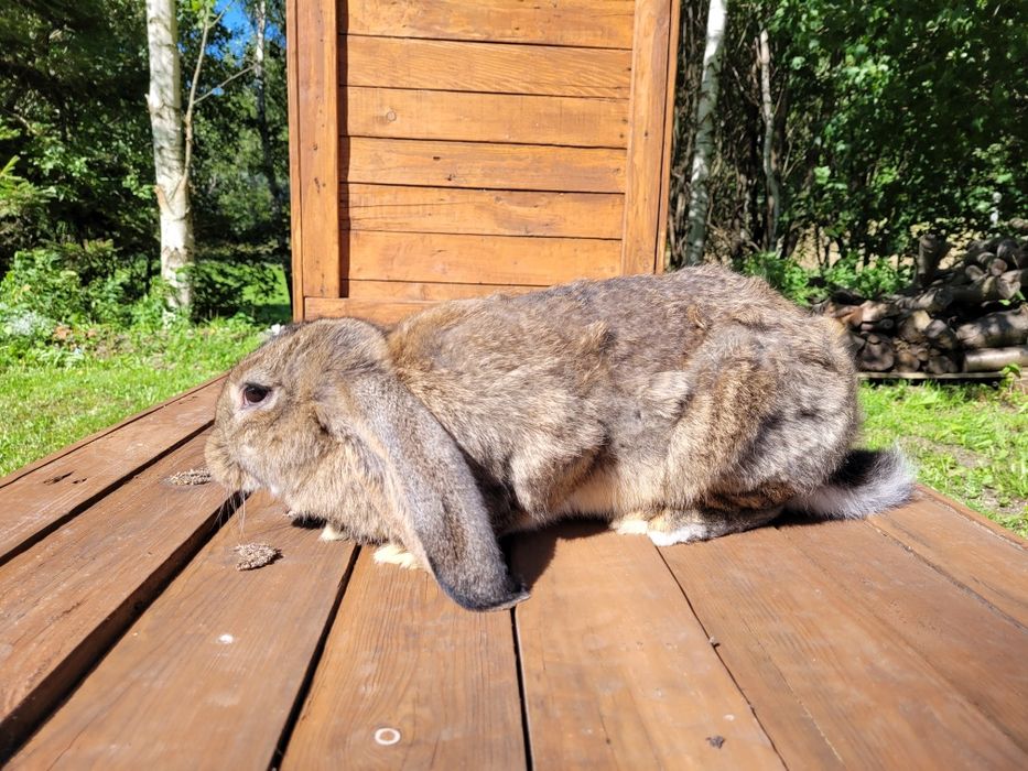 kroliki Barany Francuskie