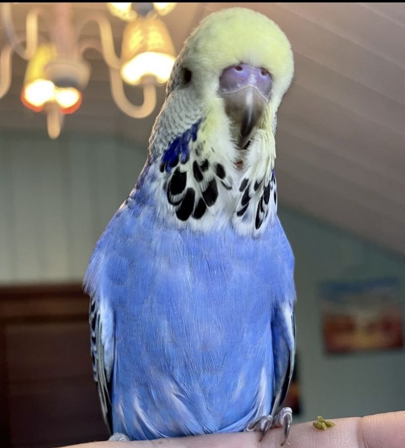Выставочный волнистый попугай Чех, ручной