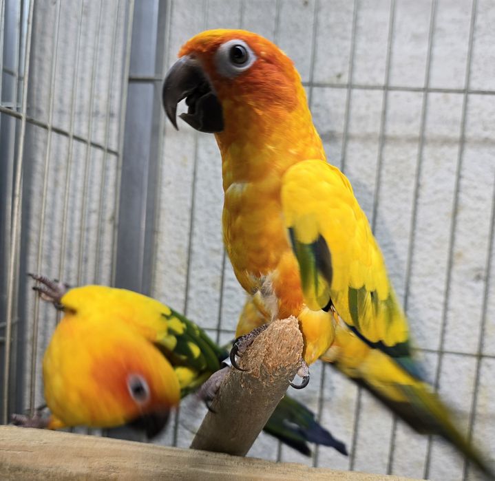 Aratiga sol muito bonita