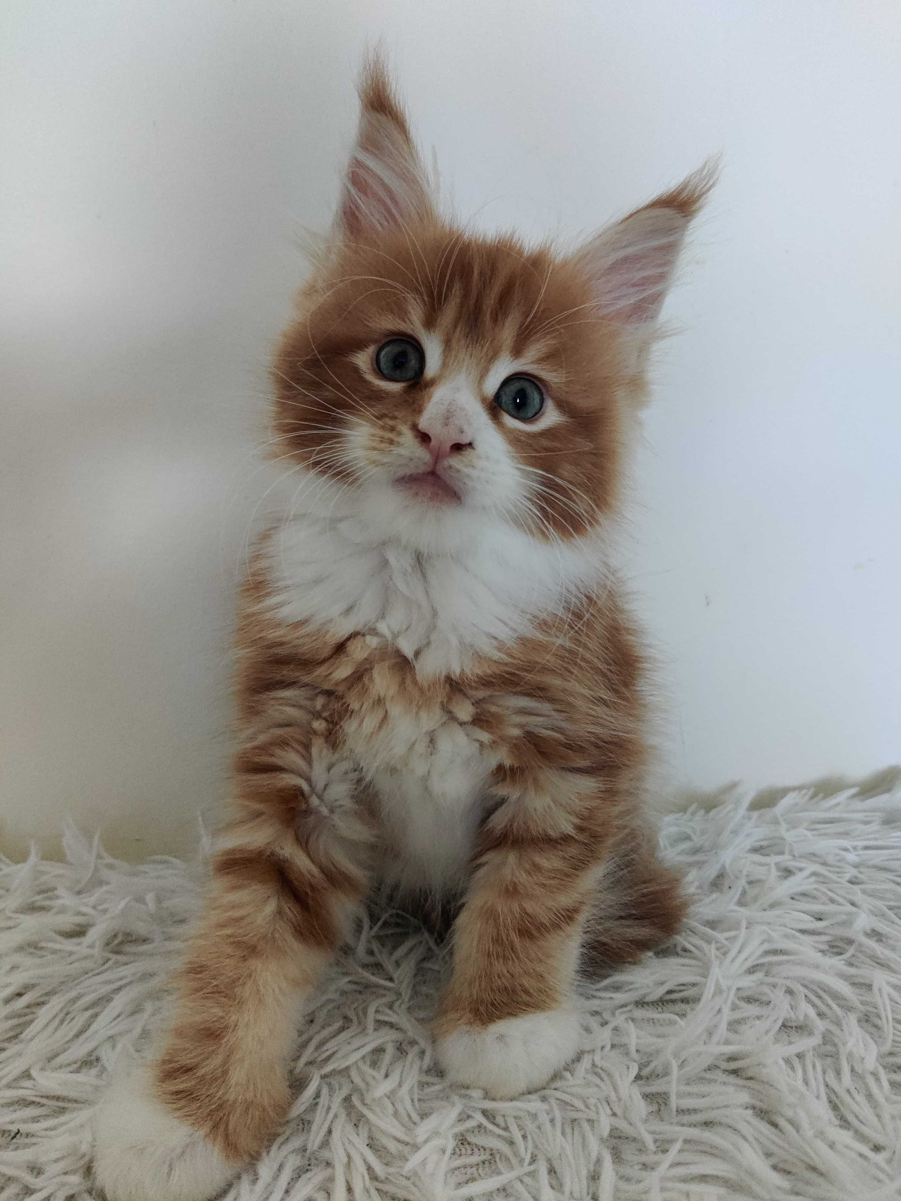 Maine Coon/ Rudy kocurek / FPL