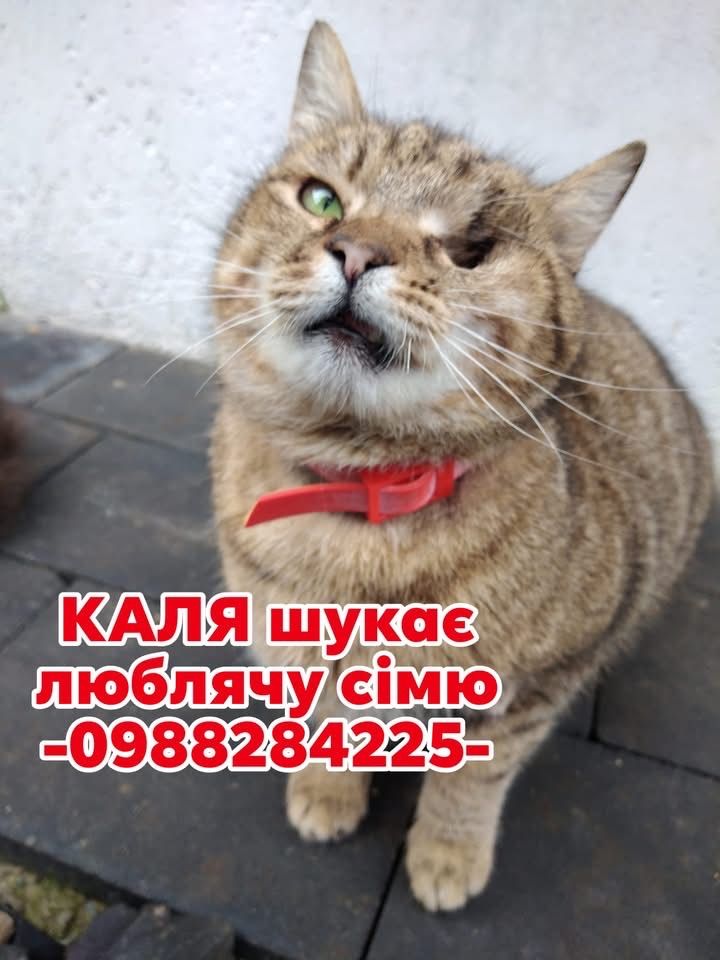 Особлива киця шукає сімʼю