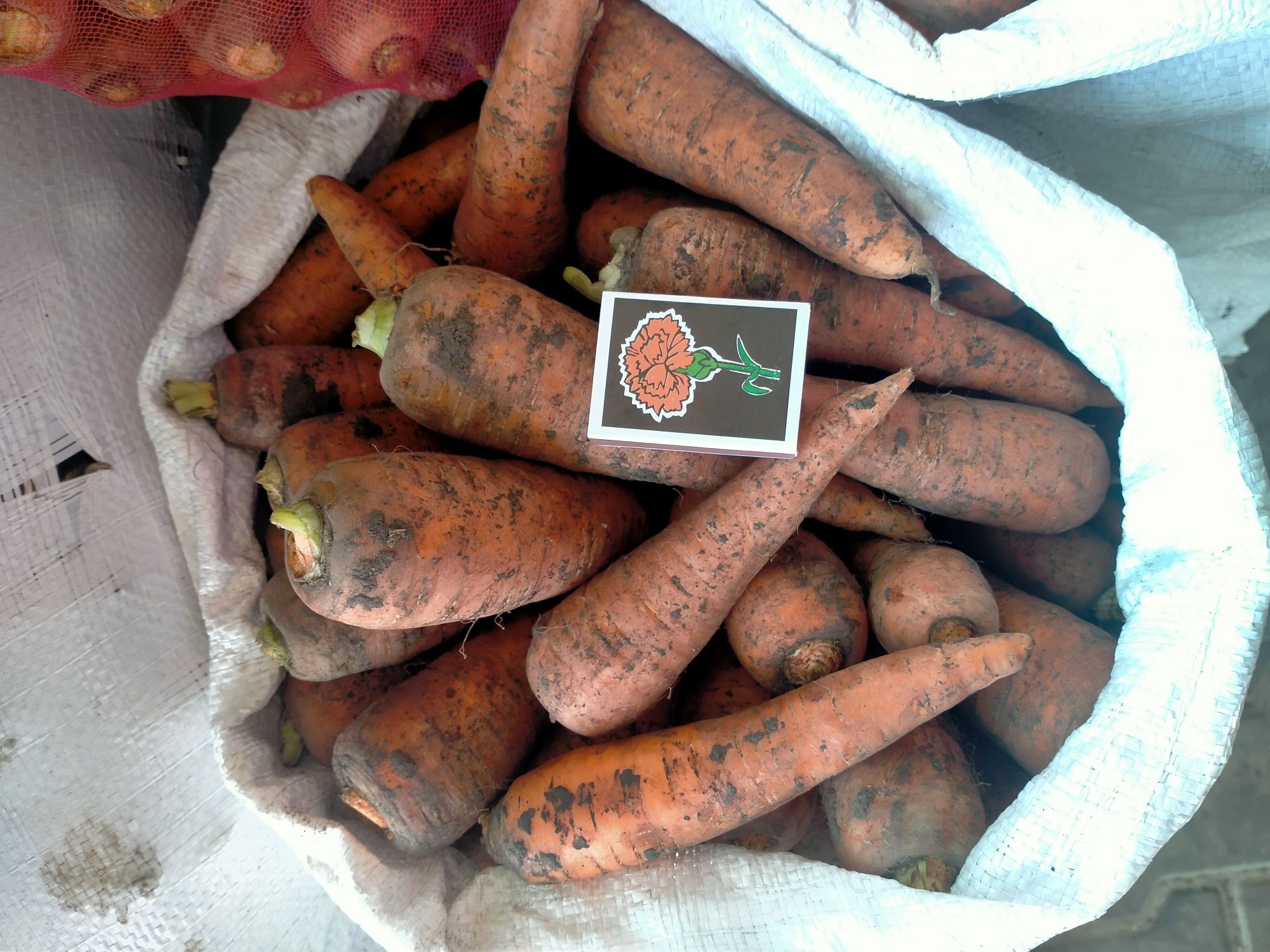 Морква цього року продам