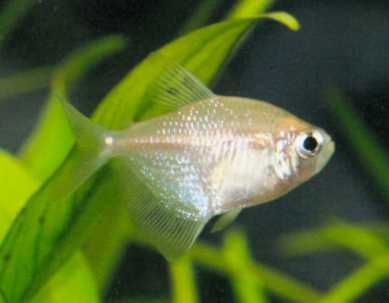 Rybki do akwarium - Tetra Żałobniczka bezbarwna Platynowa