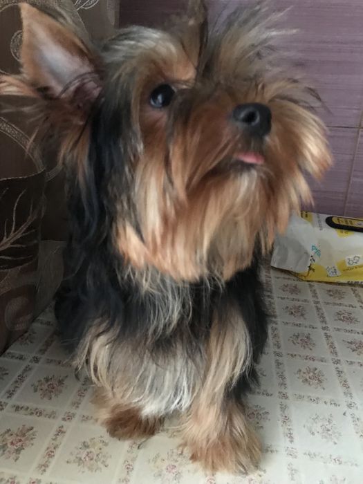 Сука йоркширського тер‘єра