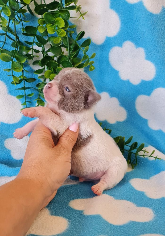 Excecional Chihuahua/chihuahua de Qualidade