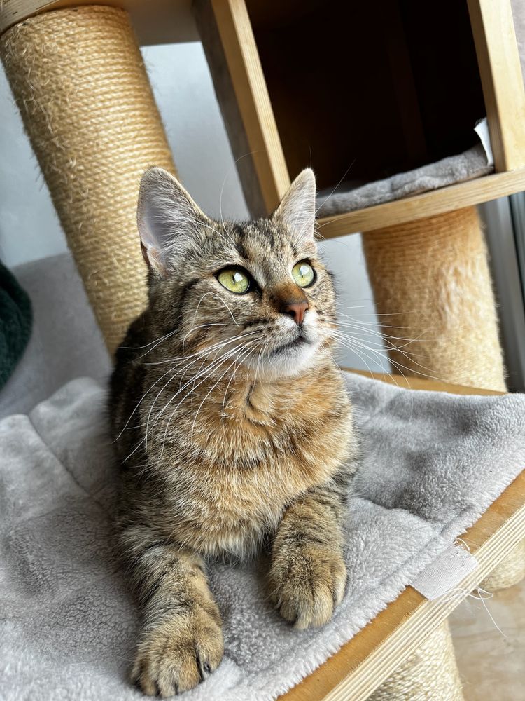 Chili kocurek o spokojnym charakterze szuka domu