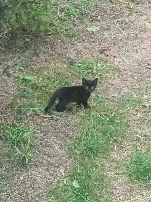 Małe koty do adopcji
