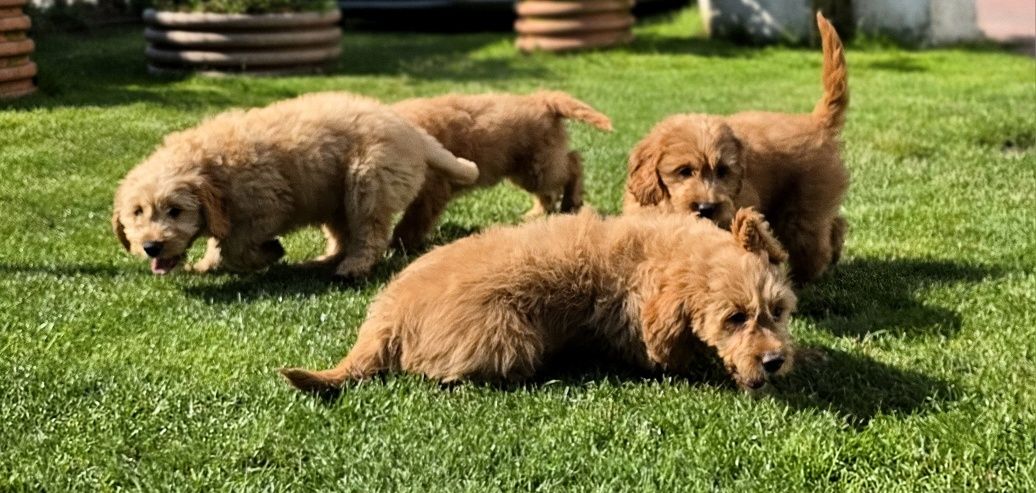 Goldendoodle piesek f1