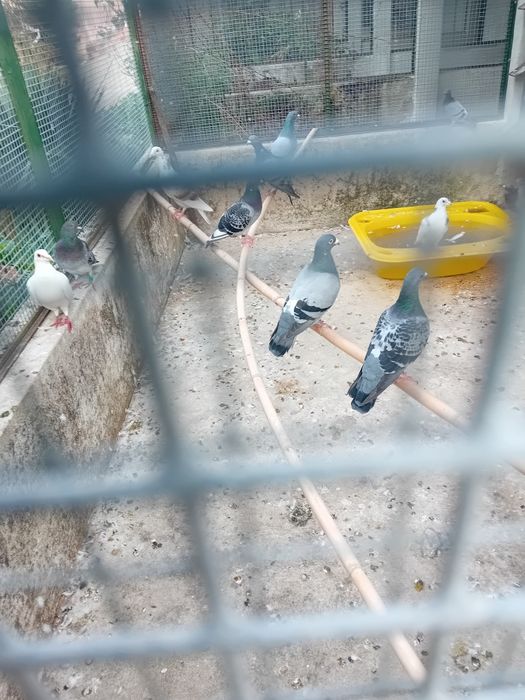 Vendo pombos correios baratos