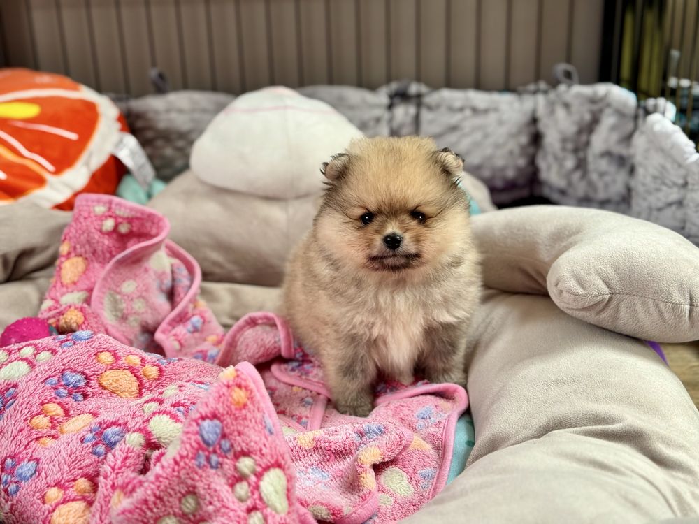 Piekny piesek pomeranian ZKwP
