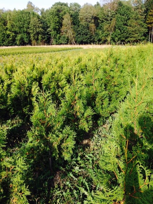 Tuja thuja złotokończasta złotokończysta aureospicata 100cm OKAZJA!