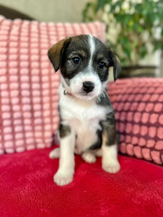 Wenus - mała psia dziewczynka do adopcji!