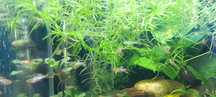 Endler Blue Star