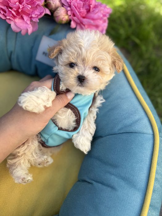 Шикарні міні мальтіпу