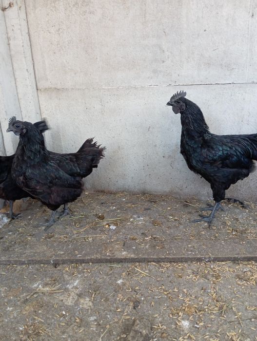 Ayam cemani para