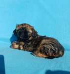 Shih Tzu brązowy chłopiec