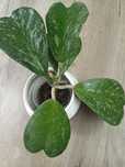 Hoya Kerrii splash