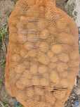 Sadzeniaki TAJFUN