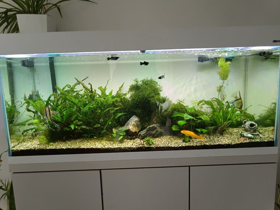 Zestaw akwarium Aquael Optiset 240