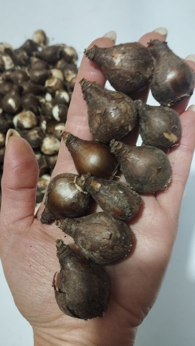 Луковицы подснежников