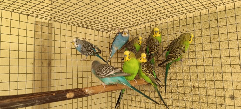 Periquitos clássicos