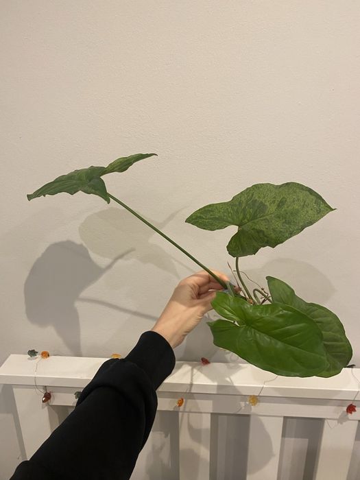 Syngonium Mottled Mojito