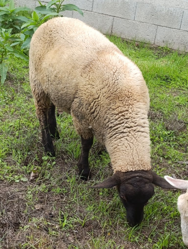Vendo macho cruzado de solfok