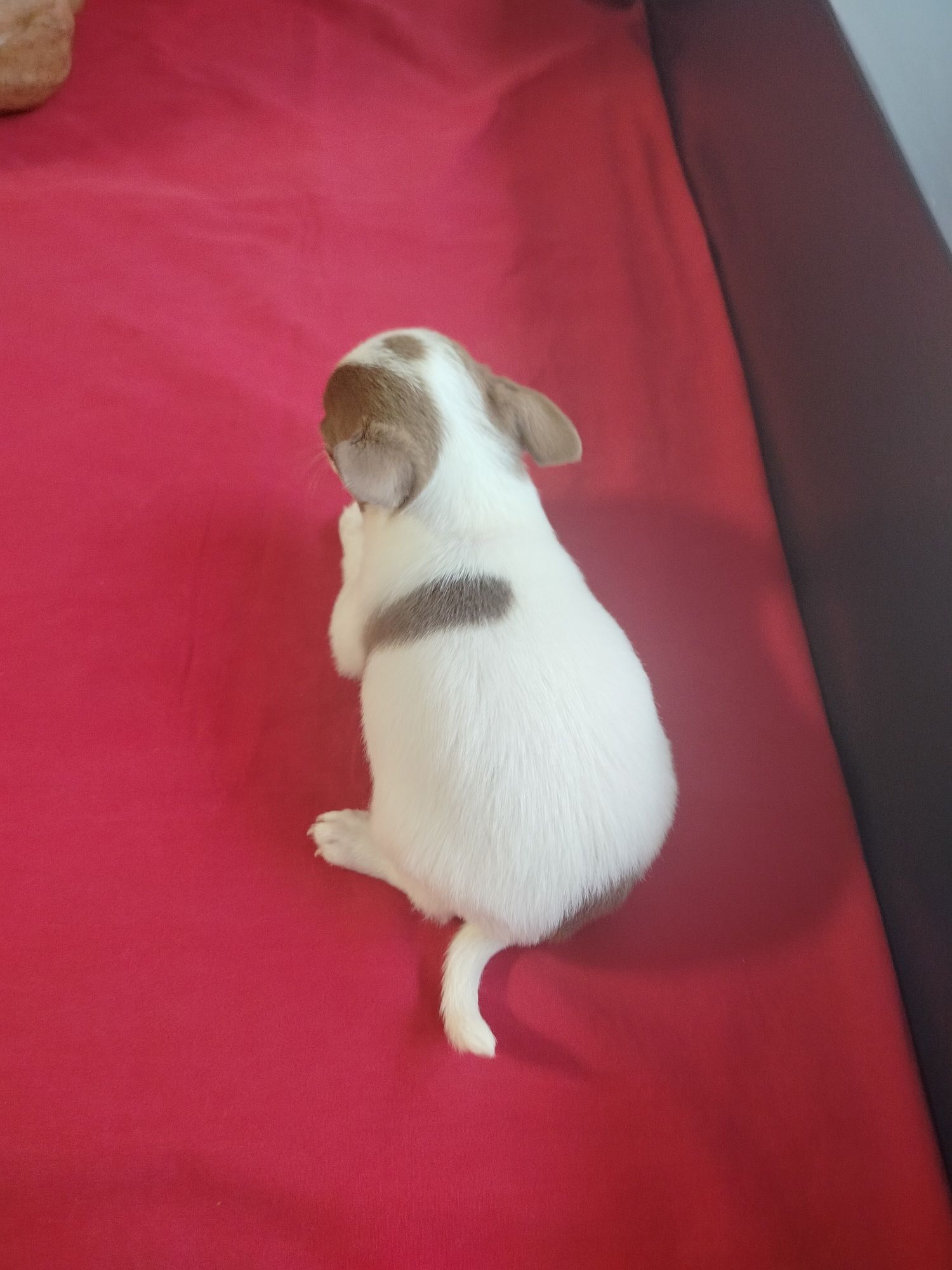 Chihuahua suczka