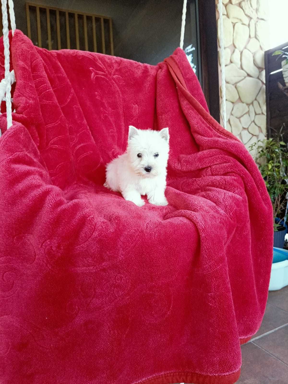 West Highland White Terrier