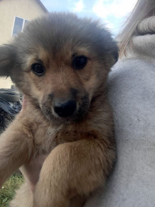 Собака, цуценя щенятко