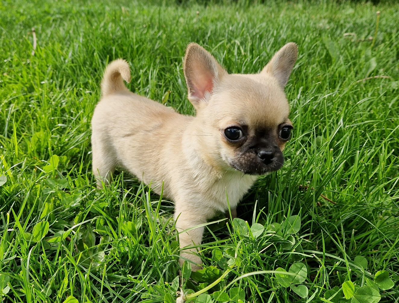 Chihuahua śliczny krótkowłosy piesek