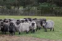 Wydzierżawię teren pod hodowlę owiec wrzosówek
