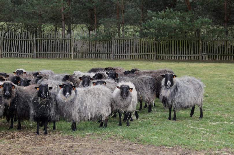 Wydzierżawię teren pod hodowlę owiec wrzosówek