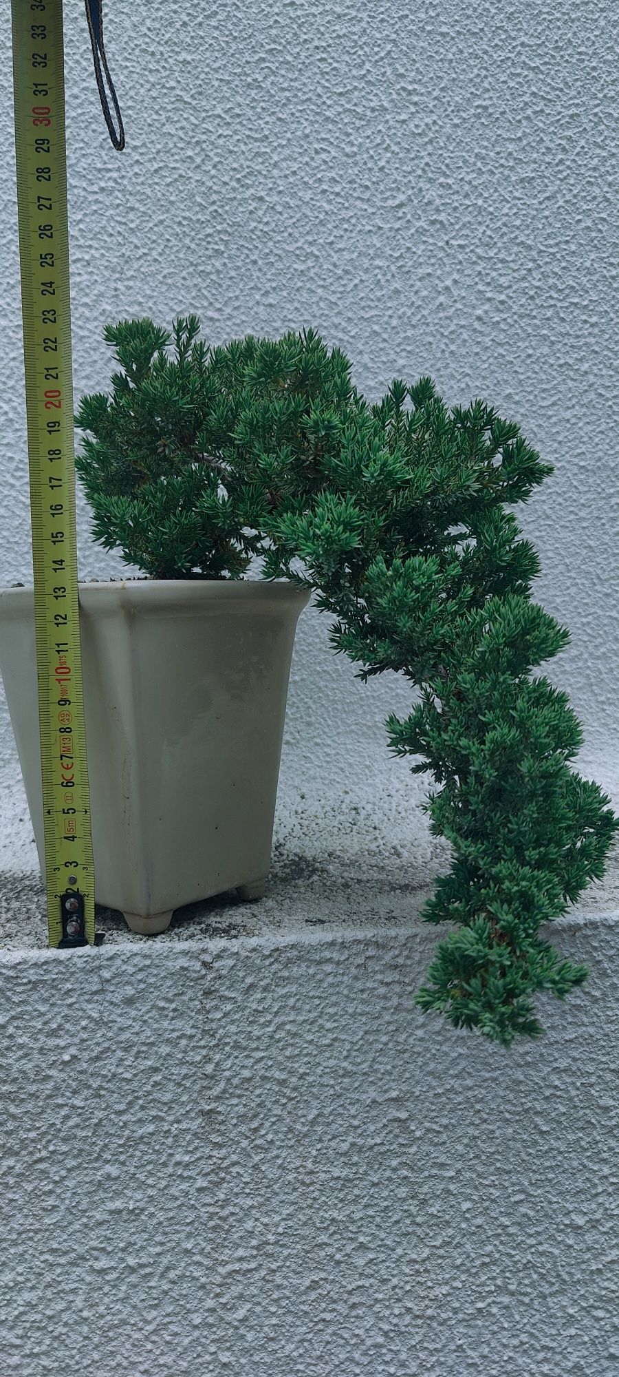 Bonsai Juniperus P. Nana