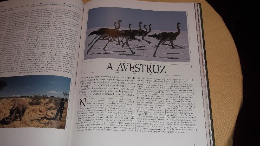 livro Vida Salvagem Animais da Savana