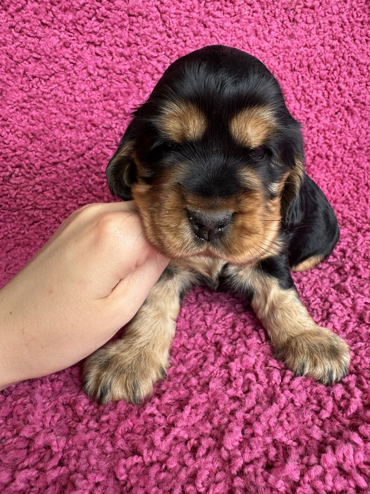 Cocker Spaniel Angielski