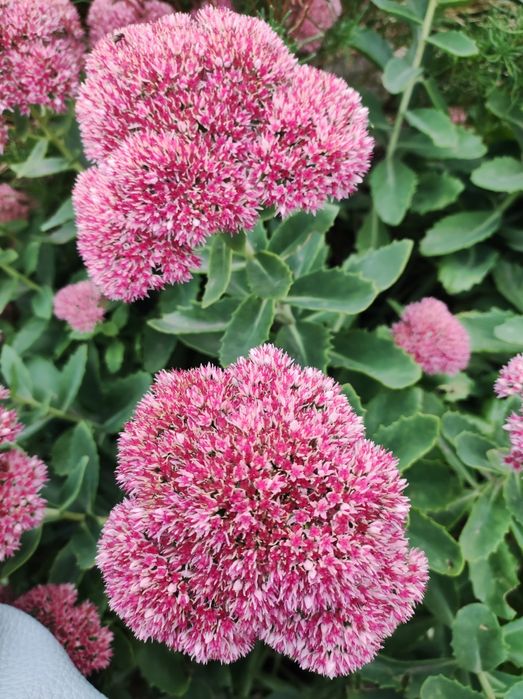 Седум (очиток) .