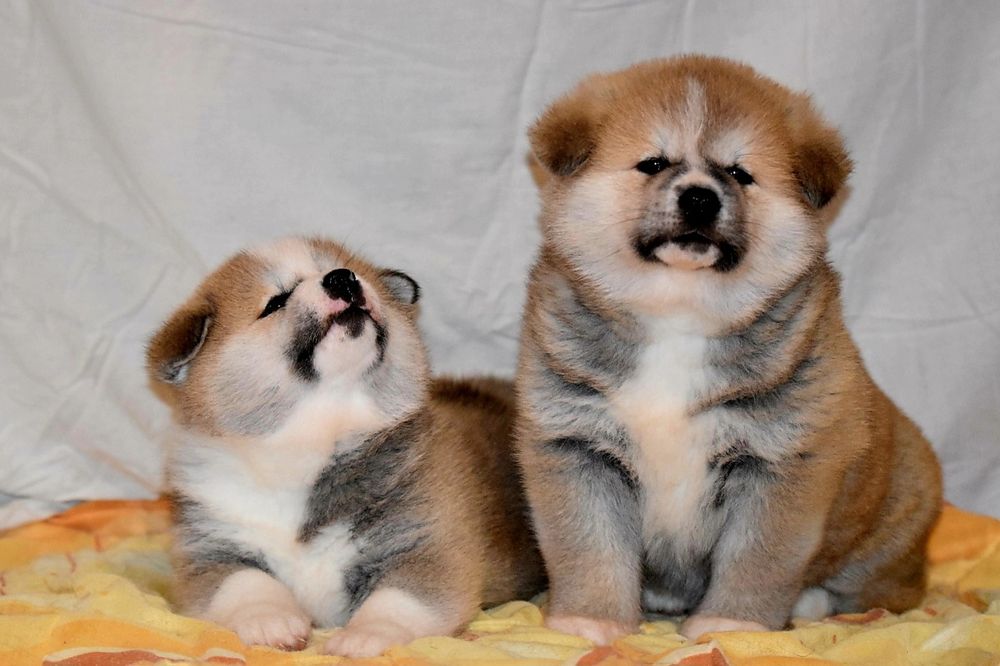 Akita Japonska czerwona suczka i samczyk