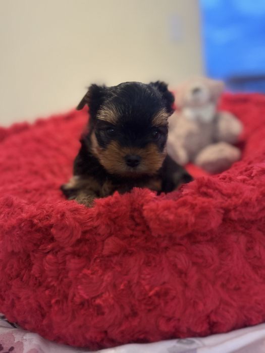 York Yorkshire terrier suczka rodowód ZKwP FCI