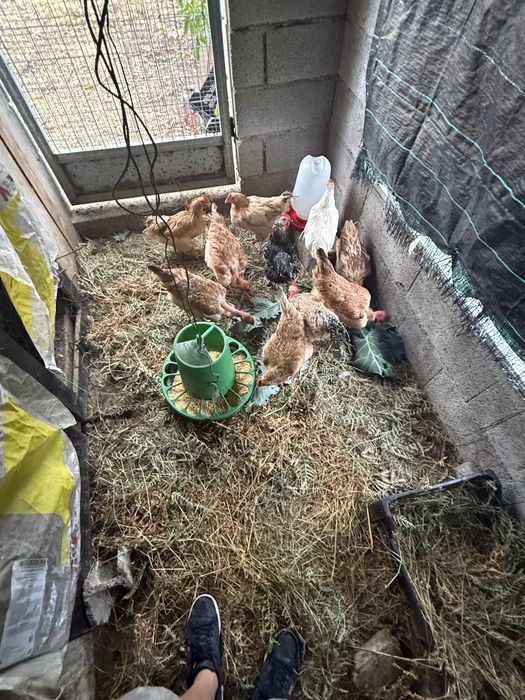 Galinhad caseiras do ano passado